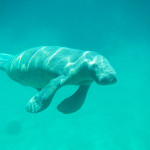 galleries-snorkeling16